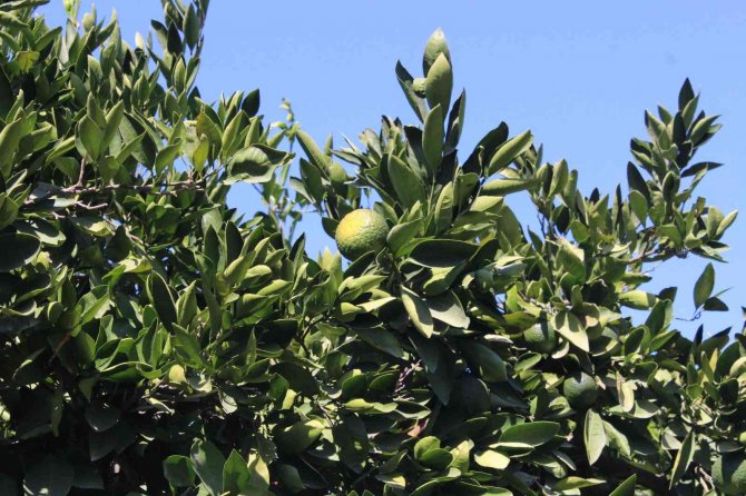 Satsuma Mandalinada Altın Yıl