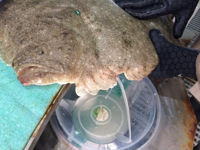 İ̇zmit Körfezi İçin Kalkan Yavruları Üretildi