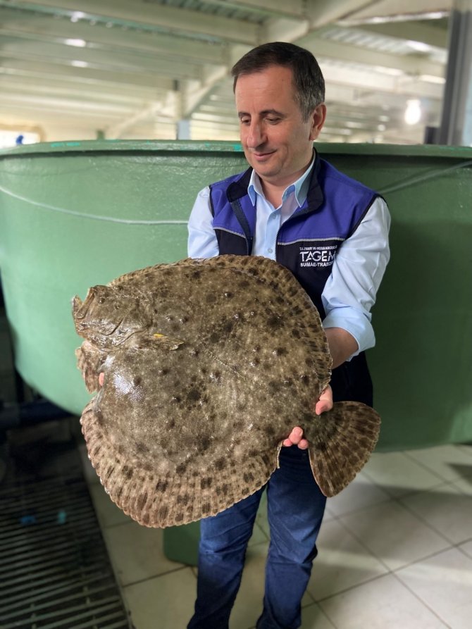 İ̇zmit Körfezi İçin Kalkan Yavruları Üretildi