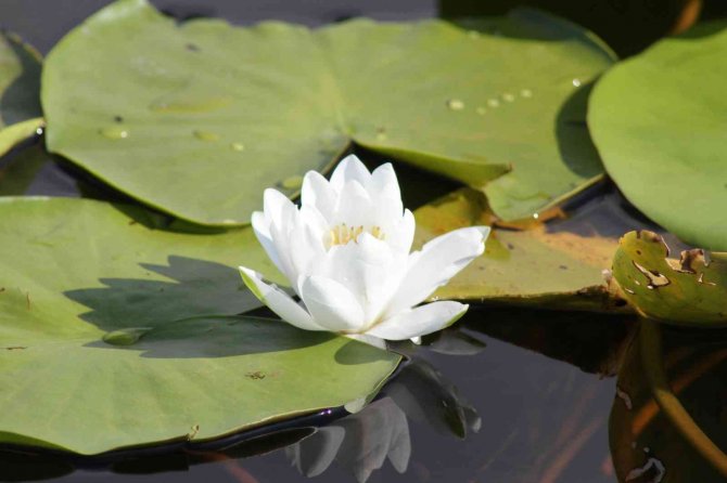 Konya’da 260 Bitki Ve Çiçek "Cennetin Çiçekleri" Kitabıyla Gün Yüzüne Çıkarılacak