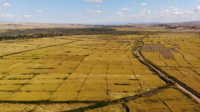 Çeltik Rekoltesi Çiftçinin Yüzünü Güldürdü