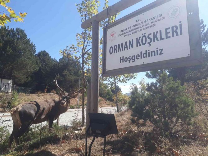 Geyikleri Elle Besleyen Yandı: İ̇dari Para Cezası Var