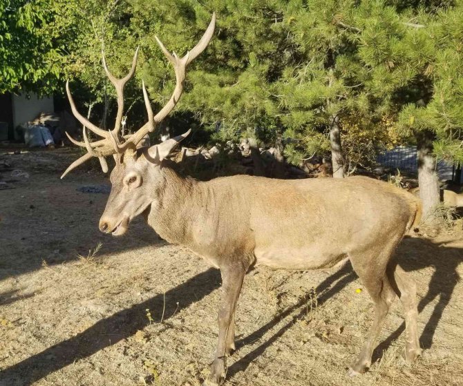 Geyikleri Elle Besleyen Yandı: İ̇dari Para Cezası Var