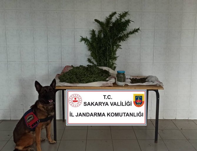 Sakarya’da Jandarma Ekipleri Uyuşturucuya Geçit Vermiyor
