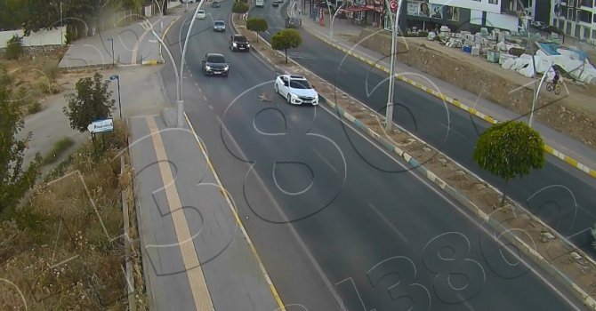 Yola Çıkan Köpek Zincirleme Kazaya Neden Oldu