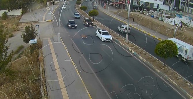 Yola Çıkan Köpek Zincirleme Kazaya Neden Oldu