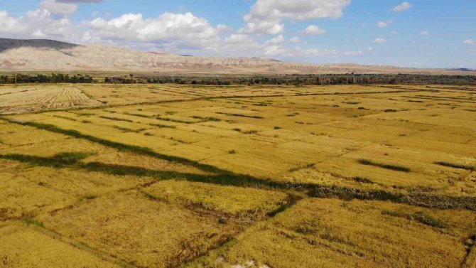 Çeltik Rekoltesi Çiftçinin Yüzünü Güldürdü
