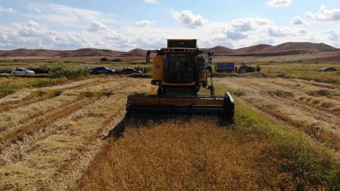 Çeltik Rekoltesi Çiftçinin Yüzünü Güldürdü