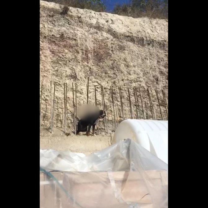 Yaralı Köpek Belediye Ekipleri Tarafından Kurtarıldı