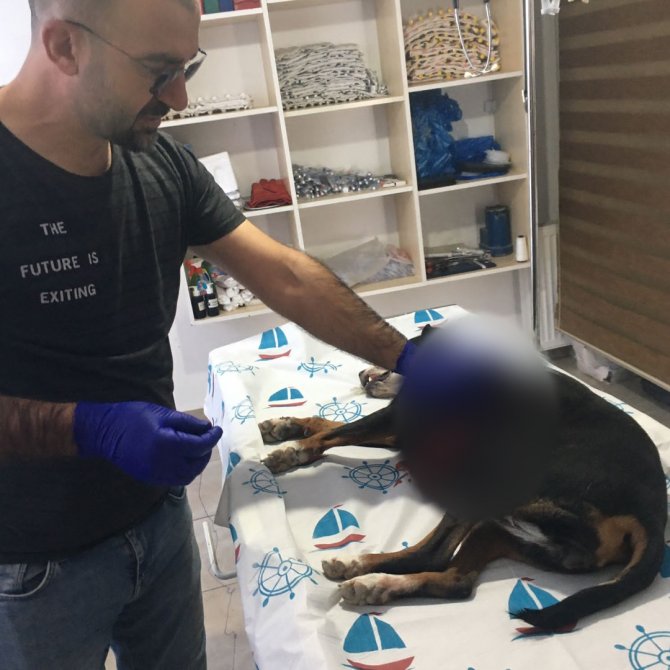 Yaralı Köpek Belediye Ekipleri Tarafından Kurtarıldı