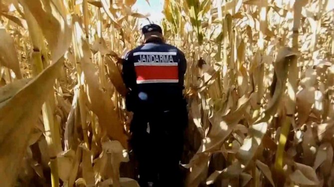 Mısır Tarlasında Yetiştirdikleri Kenevirle Esrar Üretip Ticaretini Yaptılar