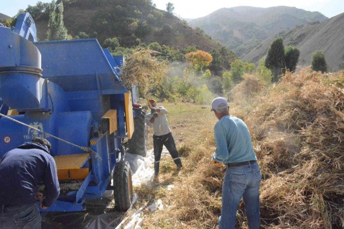 Yedisu’da ’Horoz Kuru Fasulyesi Hasat Şenliği’ Düzenlendi