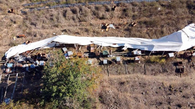 Ayı Ailesi Arı Çiftliğini Bastı...bal Dolu Kovanları Yiyip Dağıttılar