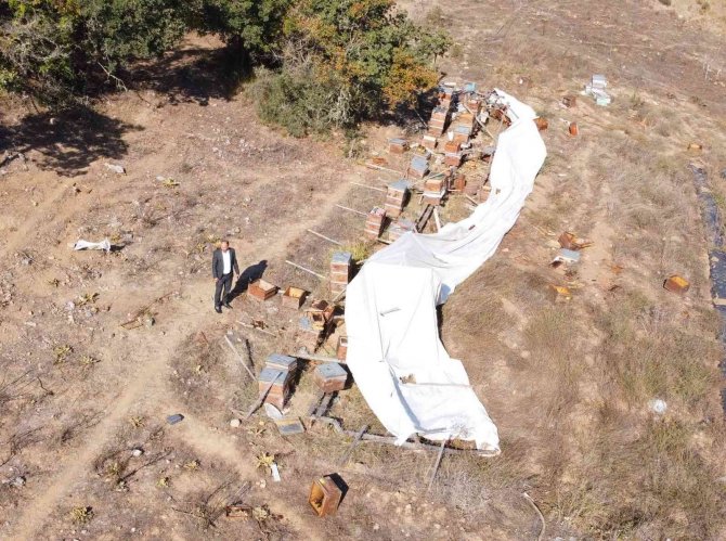 Ayı Ailesi Arı Çiftliğini Bastı...bal Dolu Kovanları Yiyip Dağıttılar