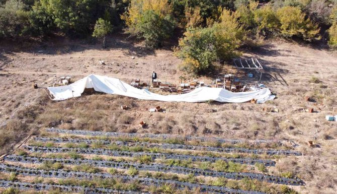 Ayı Ailesi Arı Çiftliğini Bastı...bal Dolu Kovanları Yiyip Dağıttılar