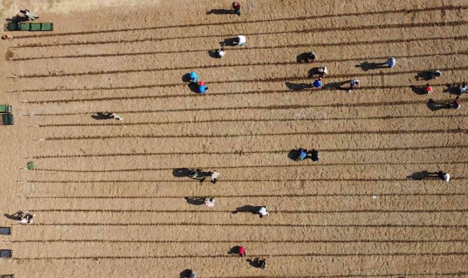 Tarım Lisesi Üretime Geçti, İlk Fideler Toprakla Buluştu