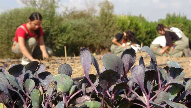 Tarım Lisesi Üretime Geçti, İlk Fideler Toprakla Buluştu