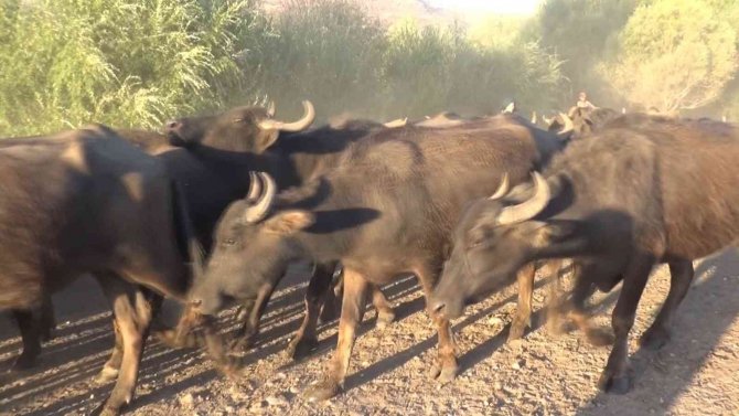 Muş’ta Manda Besiciliği Vatandaşa Gelir Kapısı Oldu
