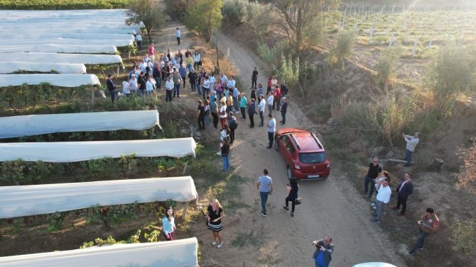 Sarıgöl’ün Örtülü Üzüm Bağlarında İnceleme