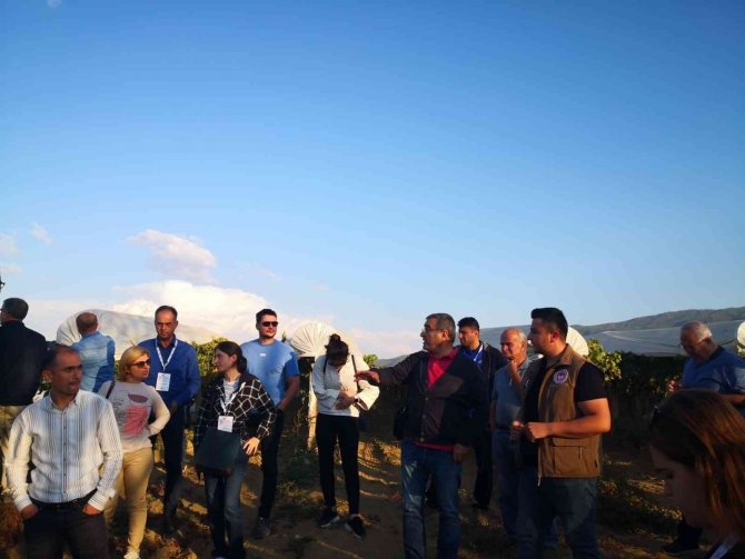 Sarıgöl’ün Örtülü Üzüm Bağlarında İnceleme