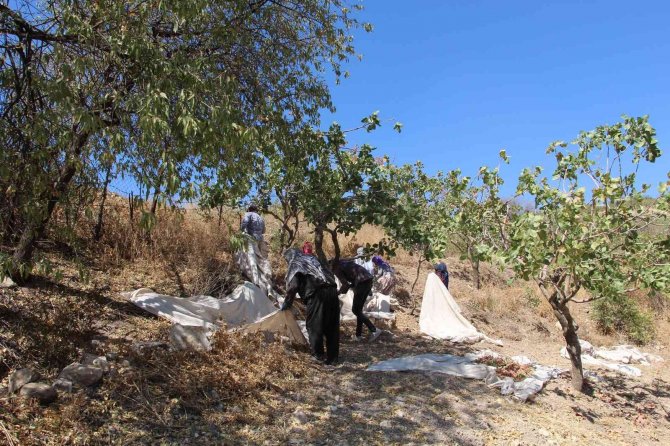 Siirt’ten Ülke Ekonomisine 5 Milyar Lira Gelir Sağlayan Fıstık Hasadı Sona Erdi