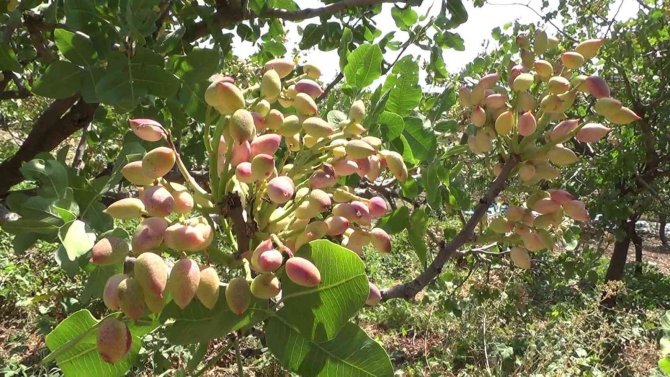 Siirt’ten Ülke Ekonomisine 5 Milyar Lira Gelir Sağlayan Fıstık Hasadı Sona Erdi