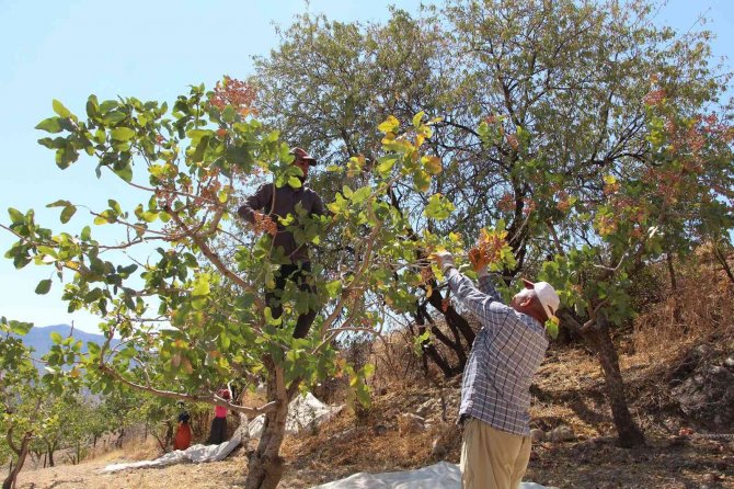 Siirt’ten Ülke Ekonomisine 5 Milyar Lira Gelir Sağlayan Fıstık Hasadı Sona Erdi