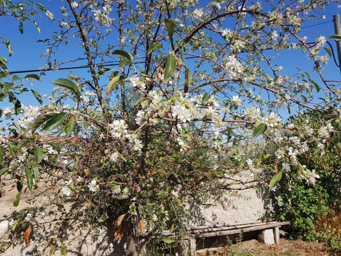 Sivas’ta Kış Öncesi Elma Ağaçları Çiçek Açtı