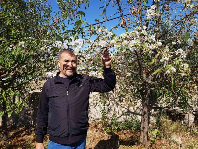 Sivas’ta Kış Öncesi Elma Ağaçları Çiçek Açtı