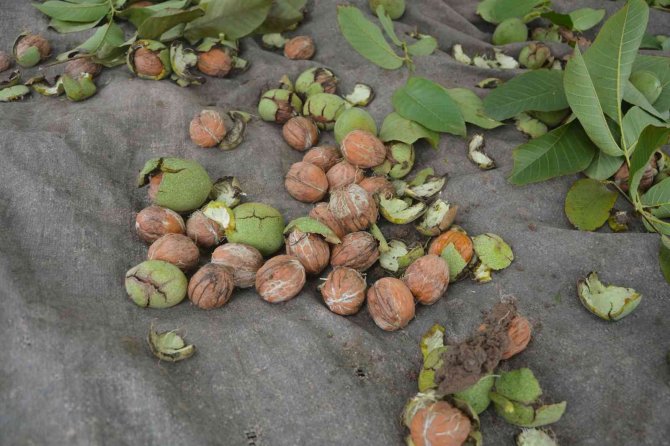 Tokat’ta “Altın Ceviz” Sahipleri “Altın” İle Ödüllendirildi