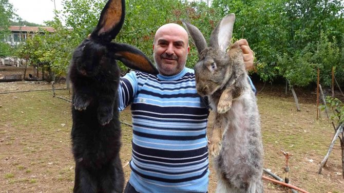 Tokat’ta Dev Tavşanlar Görenleri Şaşırtıyor