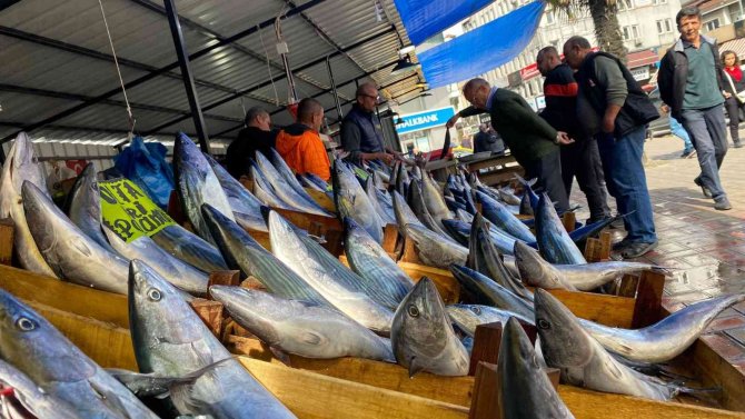 Zonguldak’ta Palamudun Fiyatı Yükselişe Geçti