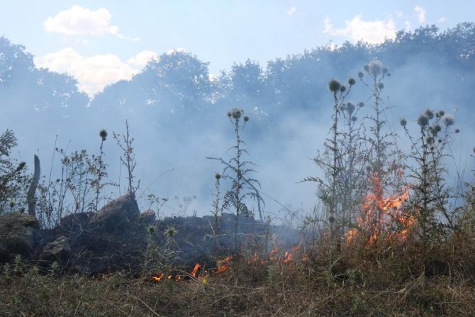3 Fidanlıkta 3 Milyon Fidan Hedefi