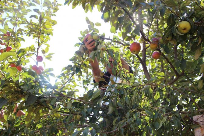 Doğal Soğuk Hava Deposu Yaylalarda Elma Hasadı Başladı