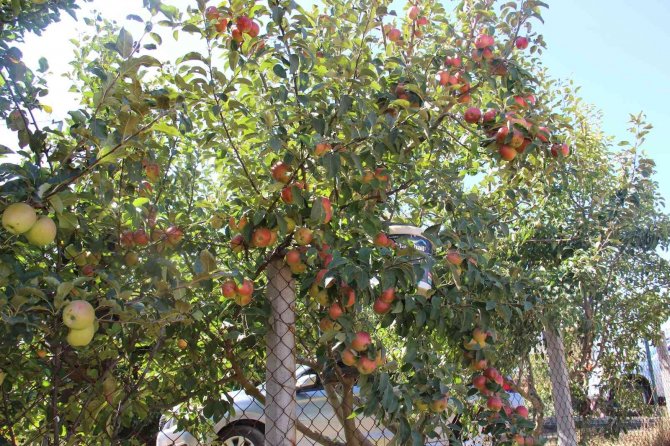 Doğal Soğuk Hava Deposu Yaylalarda Elma Hasadı Başladı