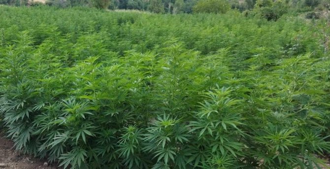 Diyarbakır’da 232 Bin Kök Kenevir Ele Geçirildi