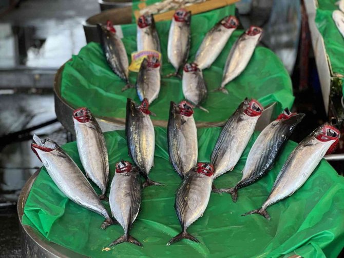 Tezgahlarda Palamut Bolluğu Devam Ediyor