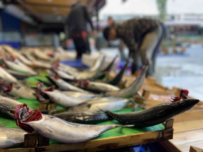 Tezgahlarda Palamut Bolluğu Devam Ediyor