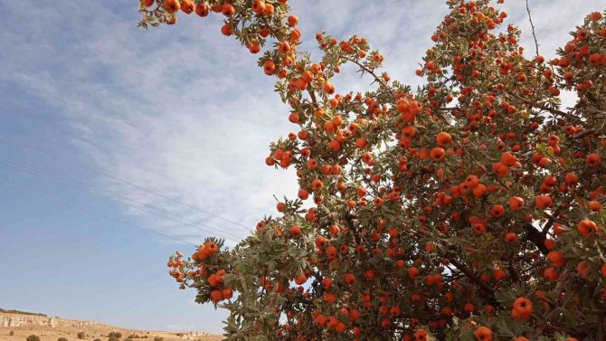 Alıç Üreticinin Elinde Kaldı