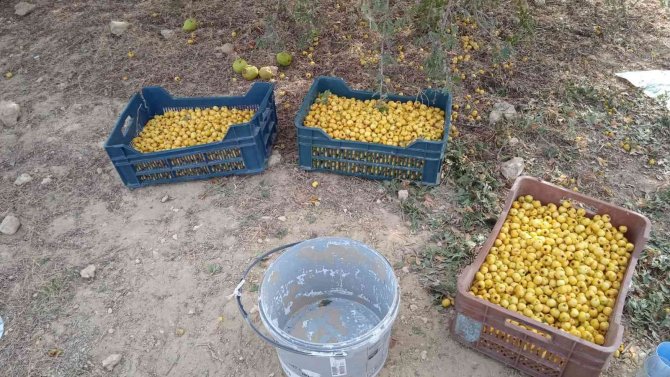Alıç Üreticinin Elinde Kaldı