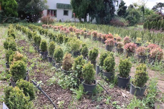 3 Fidanlıkta 3 Milyon Fidan Hedefi