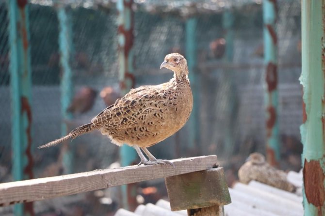 Samsun’dan Türkiye’ye Sülün Ve Geyik