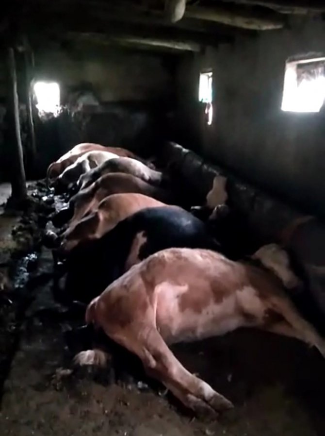 Yozgat’ta Yıldırım İsabet Eden Ahırdaki 7 Büyükbaş Hayvan Telef Oldu