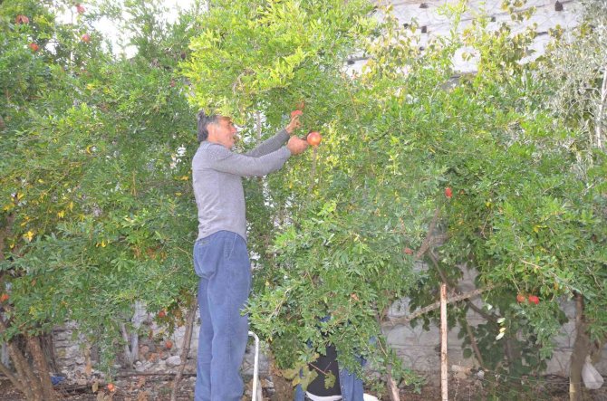 Antalyalı Kadınların Bin Bir Emekle Üretilen Nar Ekşisi Mesaisi Başladı