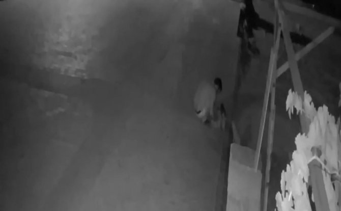 Antalya’da Kedi Hırsızları Mahalleliyi Bezdirdi
