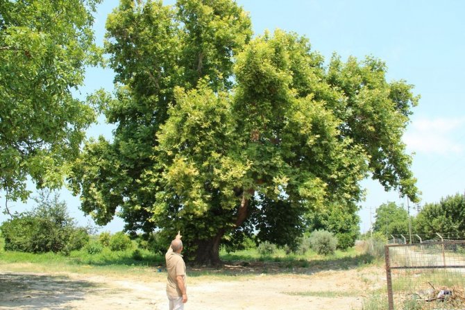 Aydın’da Tarihe Tanıklık Eden Ağaçlar Konuşuldu
