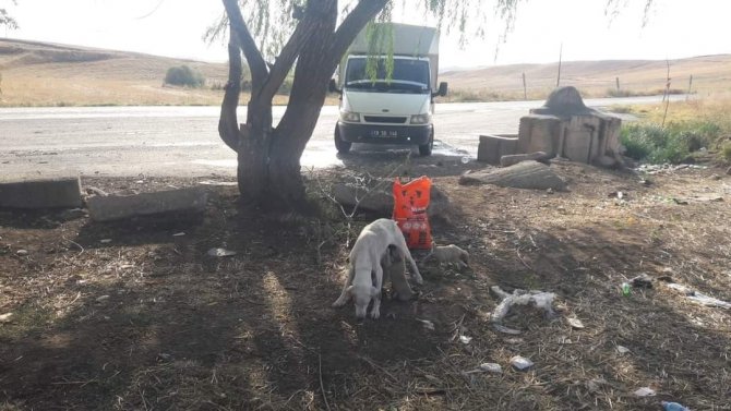 Sungurlu Belediyesi Sokak Hayvanlarını Unutmadı