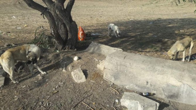 Sungurlu Belediyesi Sokak Hayvanlarını Unutmadı