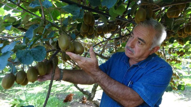 Ordu’da Kivi Üreticileri Yeni Sezon Fiyatından Memnun Değil