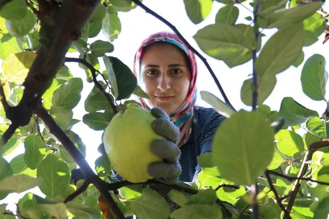 Dalların Altın Sarısında Hasat Zamanı: Dünyada Rakibi Yok